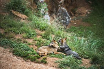 couple of Iberian wolves resting