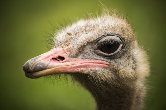 Ostrich looking in profile to the camera