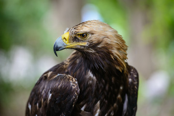 eagle