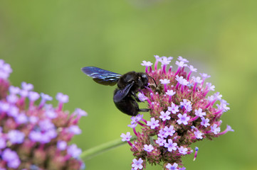 Abeille charpentière ou Xylocopa violacea