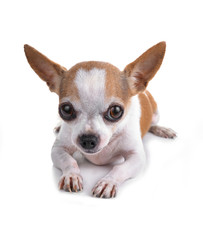 Short coat chihuahua on a white background