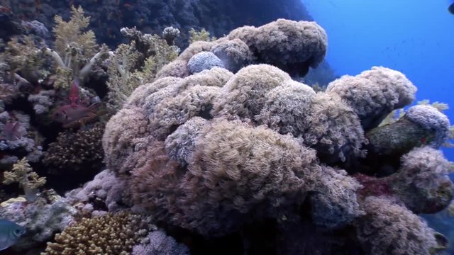Underwater relax video about coral reef of Red sea. Bright marine nature on background of beautiful lagoon.
