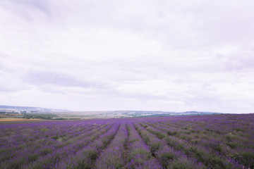 Fototapeta na wymiar Lavender Crimea