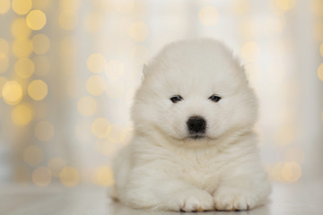 Samoyed puppy