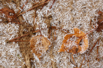 Fallen dry autumn leaves covered with frost on a sand, for backgrounds or textures