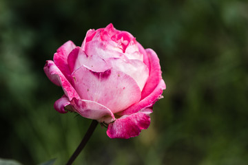 Pink Rose at Garden