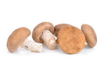 Shitake Mushrooms on white background