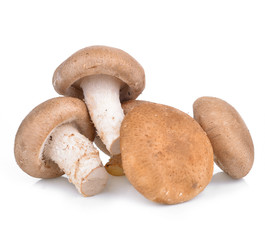 Shitake Mushrooms on white background