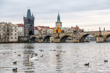 Fototapeta na wymiar Prague, Czech Republic. View at Charles bridges over Vltava river. White swan and ducks at foreground.