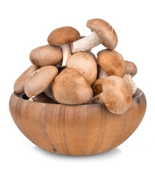 Shitake Mushrooms on white background