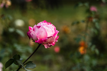 Pink Rose at Garden