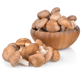 Shitake Mushrooms on white background