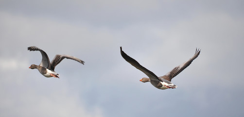 Geese in flight