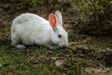 White rabbits watching while eating grass