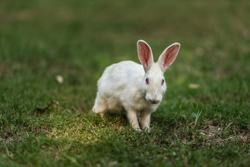 White rabbits watching