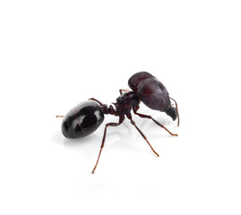 black ant isolated on white background