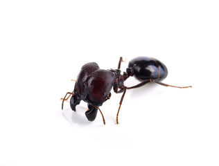 black ant isolated on white background