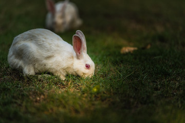 White Bunny eating grass
