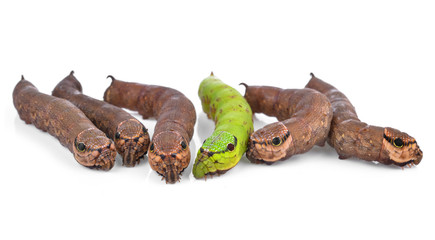 Worms isolated on white background.