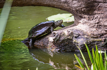 a Lake in a forest with a turtle