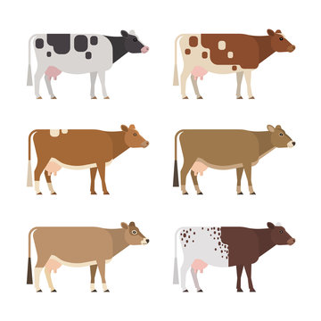 Set of six different breeds and colors dairy cows, isolated on white background.