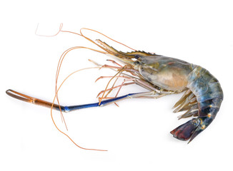 fresh shrimp from the farm for cooking on white background