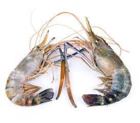 Shrimp isolated on the white background.