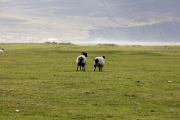 sheep in Ireland