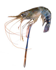 fresh shrimp from the farm for cooking on white background