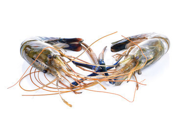 Shrimp isolated on the white background.