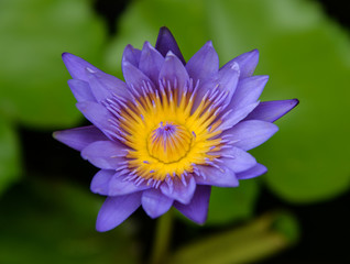 purple lotus in pond