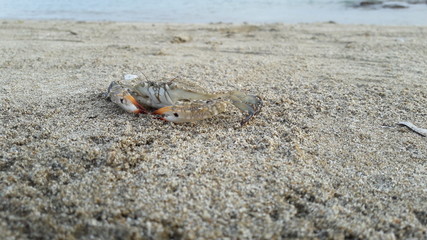 wild crab on the beach