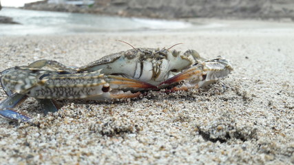 wild crab on the beach
