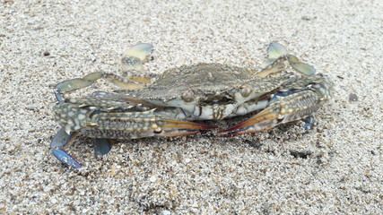 wild crab on the beach