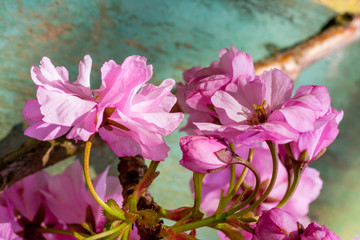 Beautiful, Spring, rustic background with pink, Japanese tree blossom