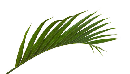 Green leaves of palm tree isolated on white background