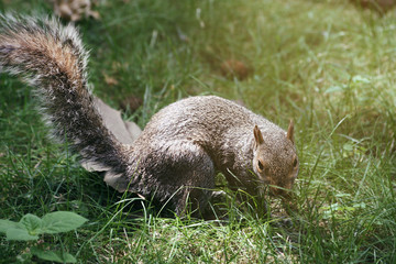 Lovely squirrel portrait in Central Park