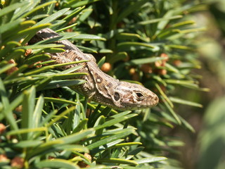 KONICA MINOLTA DIGITAL CAMERA