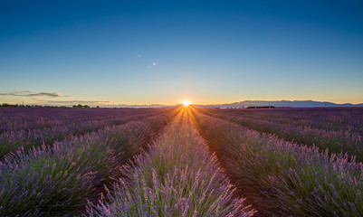 Sunrise  in the Lavender field of Valensole