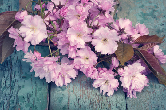Rustic style Spring background with pink Japanese cherry blossom close up