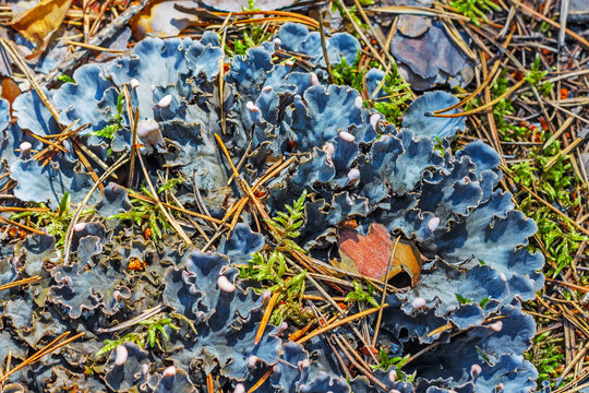 The lichen of peltigera (lat. Peltigera)