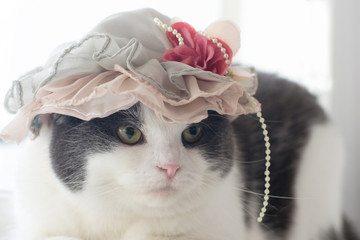 Photo of a serious cat in a lady's hat
