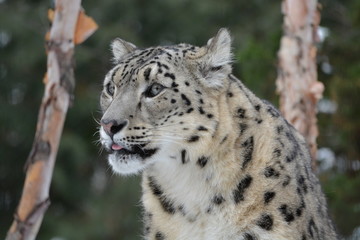 Fototapeta premium Leopardo