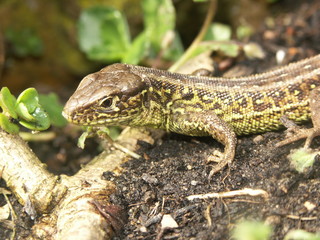 KONICA MINOLTA DIGITAL CAMERA