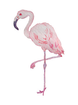 watercolor flamingo bird clipart