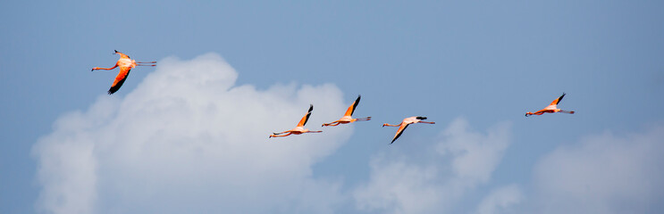 Flamingo-Schwarm am Himmel