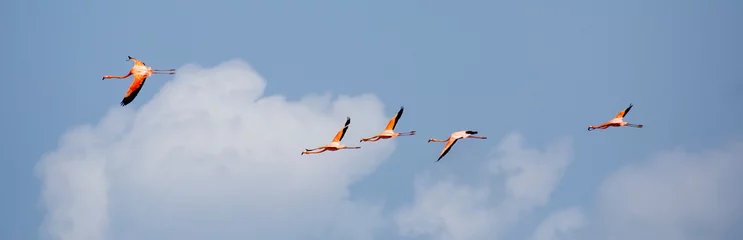 Photo sur Plexiglas Flamant Flamingo-Schwarm am Himmel