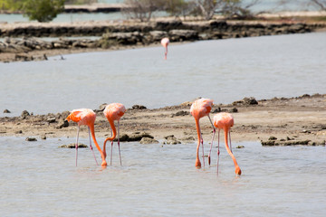 Flamingos im See