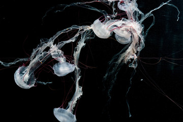 the Jellyfish dance