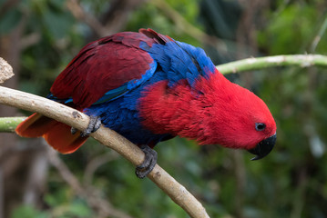 the red parrot